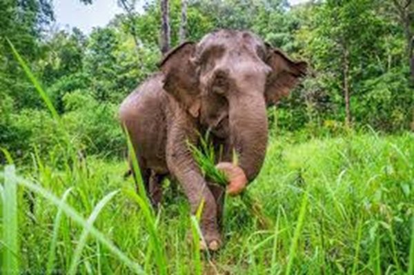 elephant