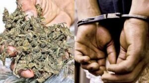 ganja